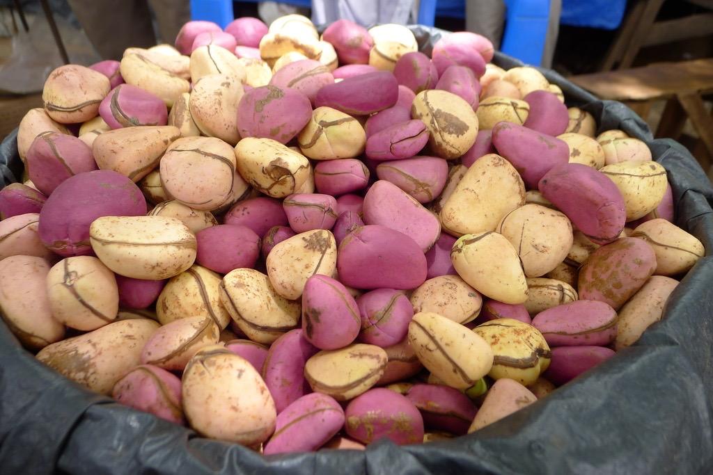 kola nut